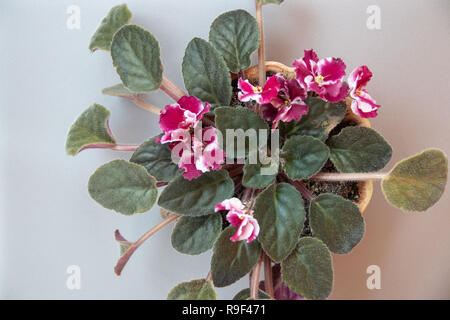 Schöne violette Blume in einem Topf auf der Silbergrau Metall Hintergrund flatlay Stockfoto