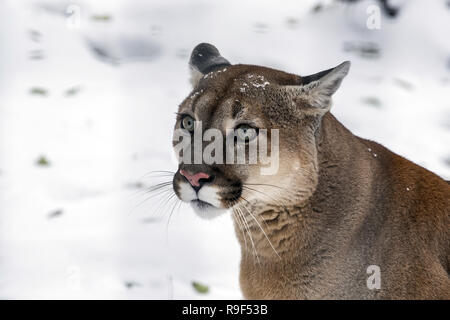 Puma concolor Cougar. Diese Art ist in Kanada und in den Vereinigten Staaten gefunden. Stockfoto