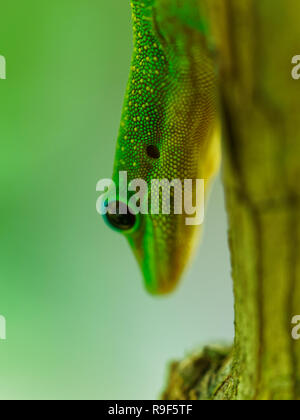 Hawaii Gecko Ho'okena Strand Stockfoto