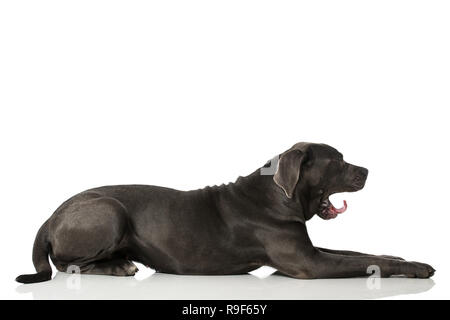 Cane Corso Hund auf weißem Hintergrund in die Kamera schaut Stockfoto