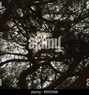 Silhouette von vielen Pinien, mit dem Hintergrund der Sonnenstrahlen bilden ein Stern Stockfoto