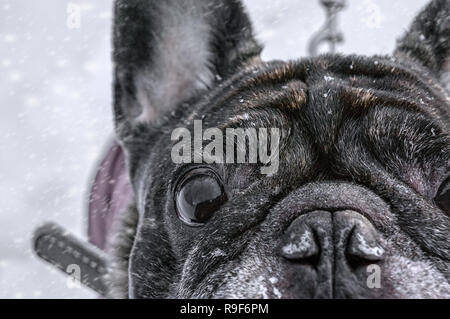 Alte Pug Spaziergänge im Schnee mit seinem Meister in die Kamera schaut. Nahaufnahme der Hund Augen. Stockfoto