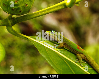 Hawaii Gecko Ho'okena Strand Stockfoto