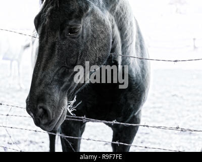 Pferd und Stacheldraht Stockfoto