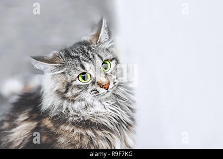 Ein Porträt der Russischen Sibirische Katzen. Cat Angriffe. Close Up. Kopieren Sie Platz. Stockfoto