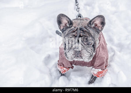 Pug geht in tiefem Schnee mit seinem Meister. Alten grauen Hund im Winterkleid. Kopieren Sie Platz. Stockfoto