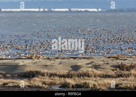 Migration Herde von Enten bei Delta BC Kanada Stockfoto