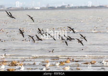 Migration von Brent goose bei Delta BC Kanada Stockfoto