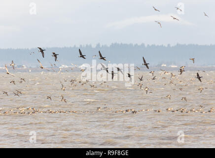 Migration von Brent goose bei Delta BC Kanada Stockfoto