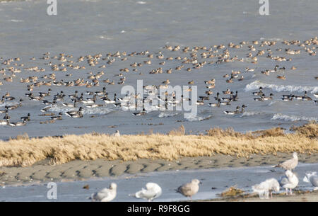 Migration von Brent goose bei Delta BC Kanada Stockfoto