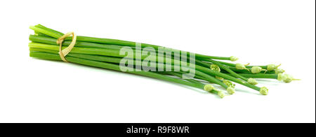 Schnittlauch Blüte oder chinesischer Schnittlauch isoliert auf weißem Hintergrund Stockfoto