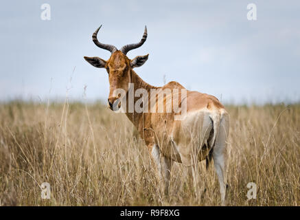 Antilopen auf der Afrikanischen Savanne. Natürliche Umgebung antelope Lebensraum. Huftiere gehörntes Tier. Stockfoto