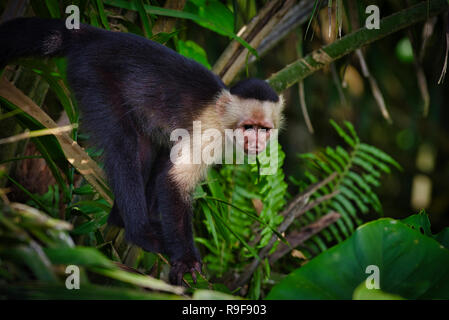 White-headed Kapuziner, die auch als White-faced Kapuziner oder White-throated Kapuziner Affen Bild in Panama bekannt Stockfoto