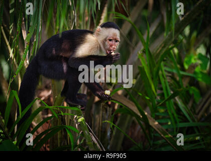 White-headed Kapuziner, die auch als White-faced Kapuziner oder White-throated Kapuziner Affen Bild in Panama bekannt Stockfoto