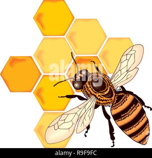 Wachs Zellen mit süßen Honig, Vektor-Wabe isoliert auf weißem bavkground, Bienen und Honig Vektor, die Bienen auf Wabe, Bumble Bee Honig Clip Stock Vektor