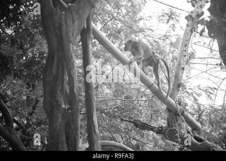 Moneky in Manila, Philippinen. Philippinen ist ein Land in Südostasien. Ihr Klima ist überwiegend tropisch. Stockfoto