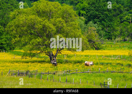 Dorf und Rinder weiden auf Wiese, südlichen Bosnien und Herzegowina Stockfoto