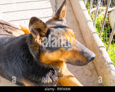 Hund liegend auf dem Boden im Hof in die Ferne suchen Stockfoto