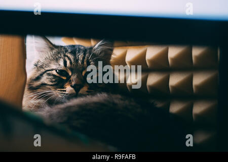 Katze liegt auf dem Tisch und sieht verdächtig mit Sound Panels Stockfoto