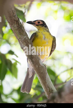 Unreifen männlichen Gelb Figbird, Northern Race (Sphecotheres flaviventris), Lake Tinaroo, Atherton Tableland, Far North Queensland, FNQ, QLD, Australien Stockfoto