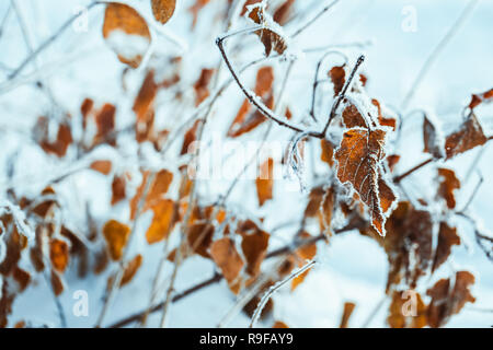 Gelbe Blätter auf Zweige im Raureif im Winter. Stockfoto