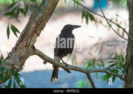 Pied Currawong (Strepera graculina) auf einem Ast sitzend, Lake Tinaroo, Atherton Tableland, Far North Queensland, FNQ, QLD, Australien Stockfoto