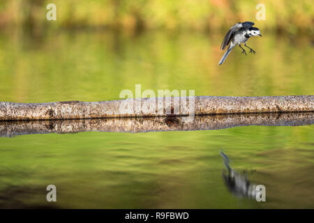 Pied Bachstelze, Motacilla alba Single im Flug Cornwall, UK Stockfoto