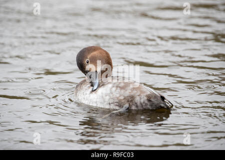 ; Pochard Aythya ferina Einzelnen weiblichen Putzen Schottland; VEREINIGTES KÖNIGREICH Stockfoto