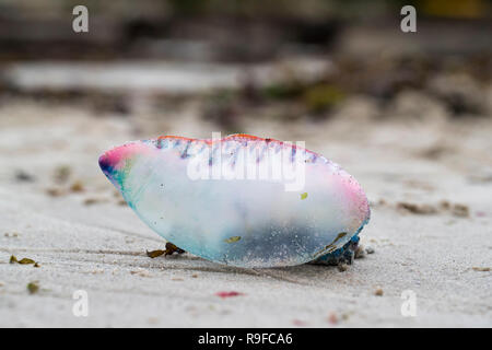 Portugiesische Mann des Krieges; Physalia physalis Single bis Scilly-inseln wuschen, Großbritannien Stockfoto