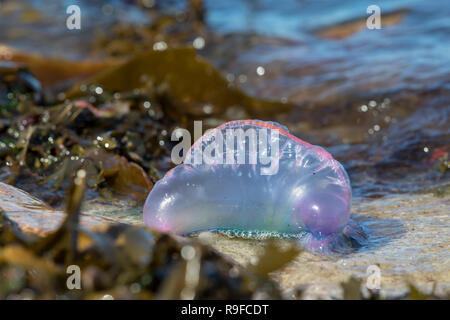 Portugiesische Mann des Krieges; Physalia physalis Single bis Scilly-inseln wuschen, Großbritannien Stockfoto