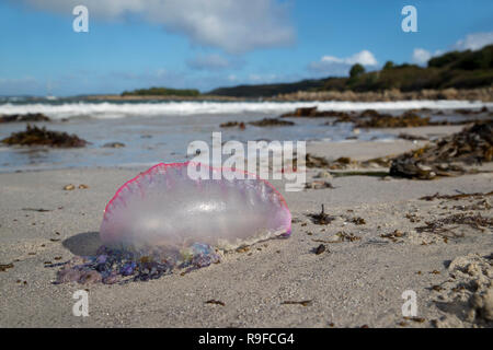 Portugiesische Mann des Krieges; Physalia physalis Single bis Scilly-inseln wuschen, Großbritannien Stockfoto