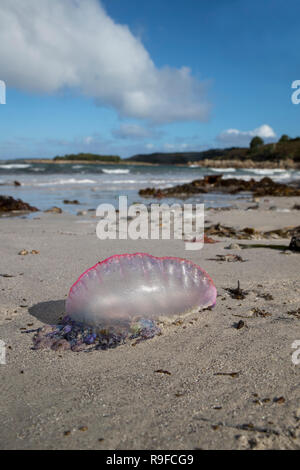 Portugiesische Mann des Krieges; Physalia physalis Single bis Scilly-inseln wuschen, Großbritannien Stockfoto