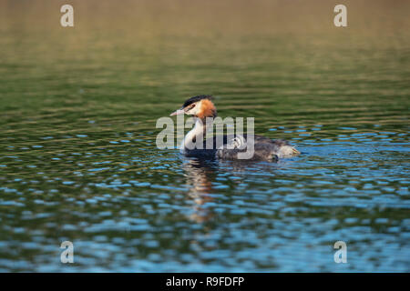 Haubentaucher, Podiceps cristatus Zwei; Erwachsene und junge Cornwall, UK Stockfoto