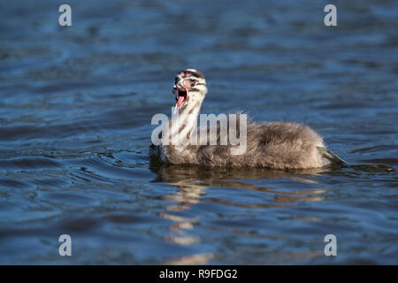 Haubentaucher, Podiceps cristatus Single; Küken Cornwall, UK Stockfoto