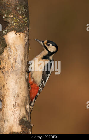 Buntspecht, Dendrocopos major Single; Weiblicher Cornwall, UK Stockfoto