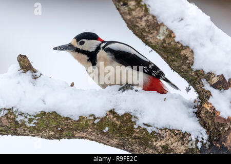 Buntspecht, Dendrocopos major Single; Mann im Schnee Cornwall, UK Stockfoto