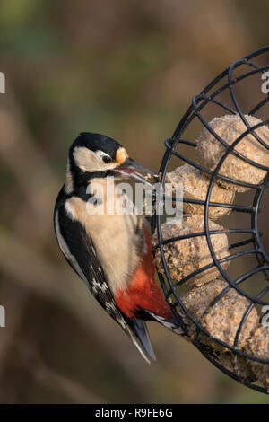 Buntspecht, Dendrocopos major Single, Weiblich Essen Cornwall, UK Stockfoto