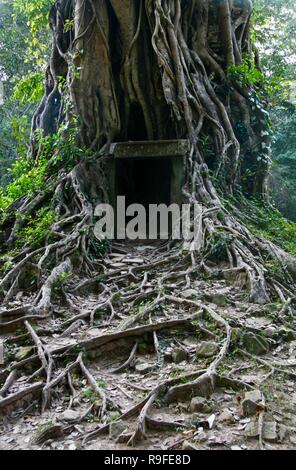 Die Wurzeln eines riesigen banyan Baum um einen kleinen Unterstand Stockfoto