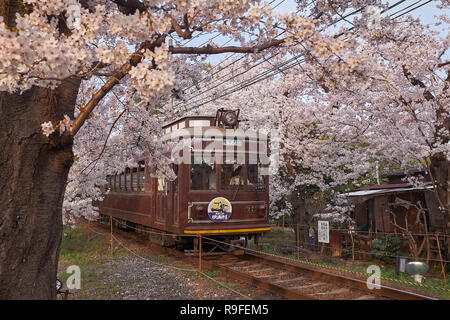 Lokale braun Zug durch einen Tunnel von Zweigniederlassungen von Cherry Blossom Bäume in Blüte gebildet. Stockfoto