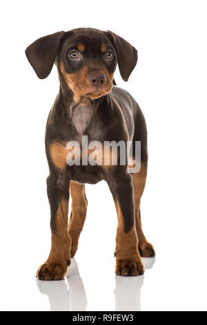 Pinscher Hund steht auf weißem Hintergrund Stockfoto