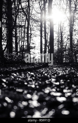 Wald Szene in Schwarz und Weiß Stockfoto