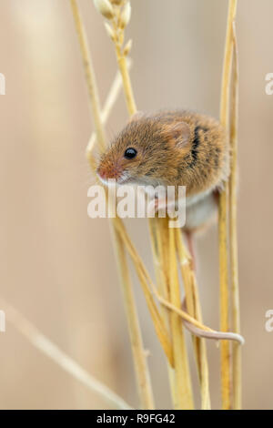 Ernte Maus; Micromys minutus Single auf Mais DE Stockfoto