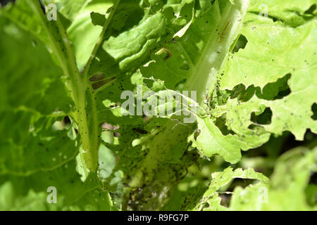 Fehler befallene Kopfsalat Stockfoto