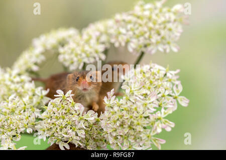 Ernte Maus; Micromys minutus Drei auf scharfkraut Devon, Großbritannien Stockfoto