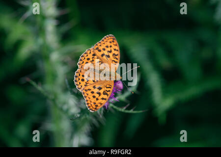 Hohe Braun Fritillaryschmetterling; Fabriciana adippe Single auf Blume Cumbria, Großbritannien Stockfoto