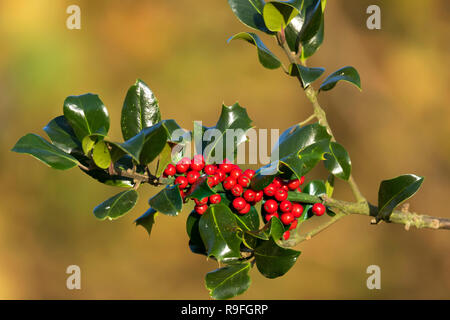 Stechpalme Beeren; Ilex aquifolium Cornwall, UK Stockfoto