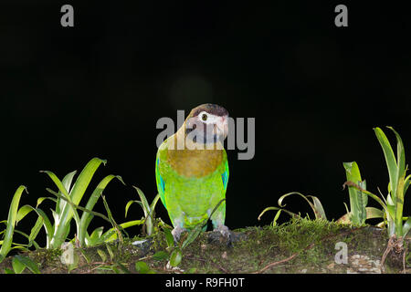 Braun - hooded Papagei im Norden Costa Ricas Stockfoto