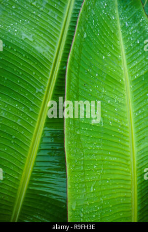 In der Nähe von nassen Grün Bananenblätter Stockfoto