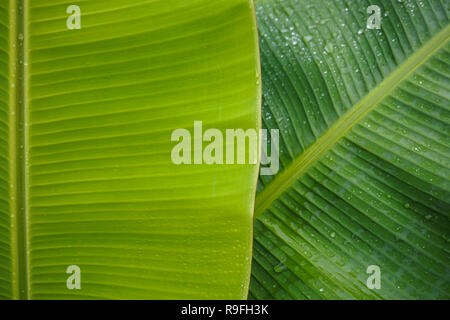 In der Nähe von nassen Grün Bananenblätter Stockfoto