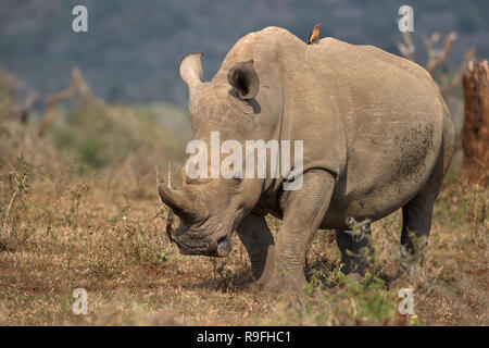 White Rhino (Rhinocerotidae)), iMfolozi Game Reserve, KwaZulu-Natal, Südafrika, Stockfoto